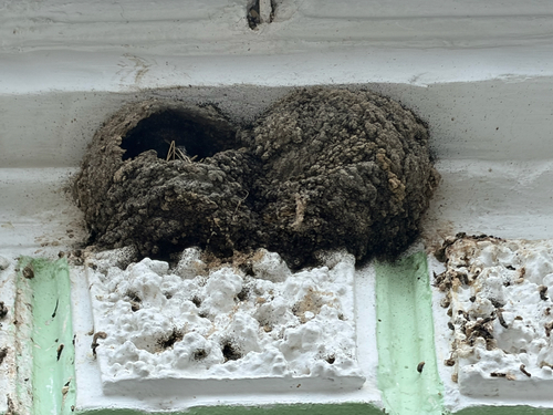 Western House Martin