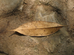 Pseudolmedia laevigata