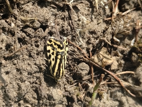 Spotted Sulphur