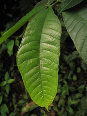 Pseudolmedia laevigata