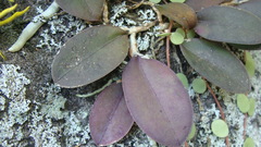 Meiracyllium trinasutum, photograph (c) Alexis López Hernández, some rights reserved (CC BY)