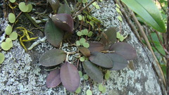 Meiracyllium trinasutum, photograph (c) Alexis López Hernández, some rights reserved (CC BY)