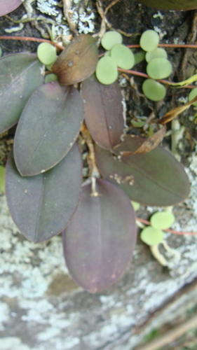 Meiracyllium trinasutum, photograph 5