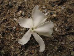 Tabernaemontana amplifolia