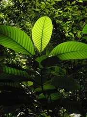 Tabernaemontana amplifolia