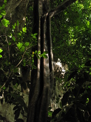 Lecointea amazonica