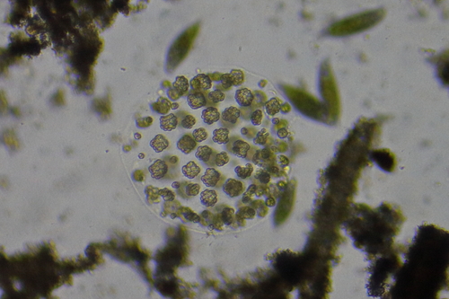 Pleodorina sphaerica