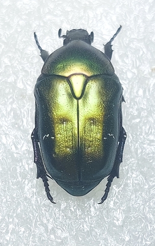 Copper Chafer
