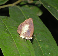 Arhopala perimuta