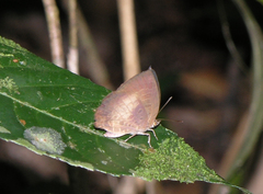Arhopala perimuta