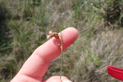 Fimbristylis castanea