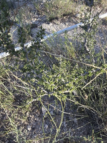 little buckthorn