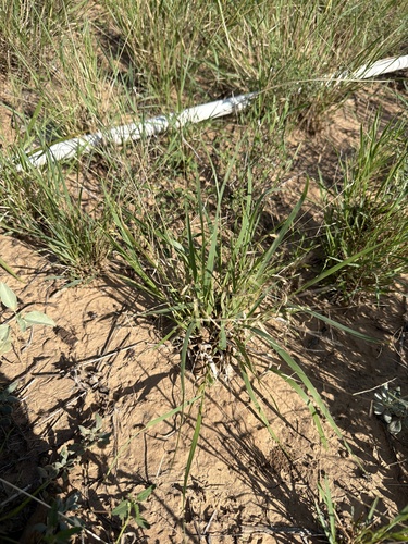 hall panicum