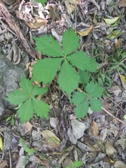 Parthenocissus quinquefolia
