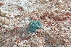 Seseli dichotomum