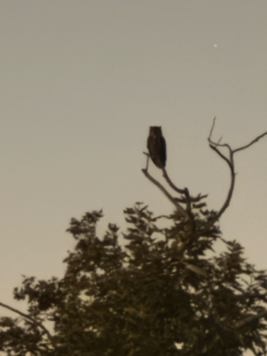 iNaturalist observation photo of Great Horned Owl