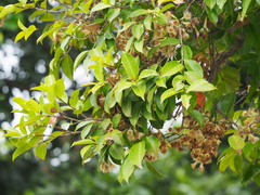 Syzygium taiwanicum