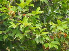 Syzygium taiwanicum
