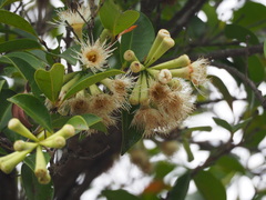 Syzygium taiwanicum