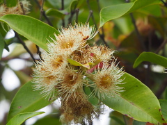 Syzygium taiwanicum