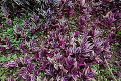 Tradescantia zebrina zebrina