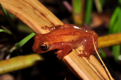 Sanborn's Treefrog photo 2
