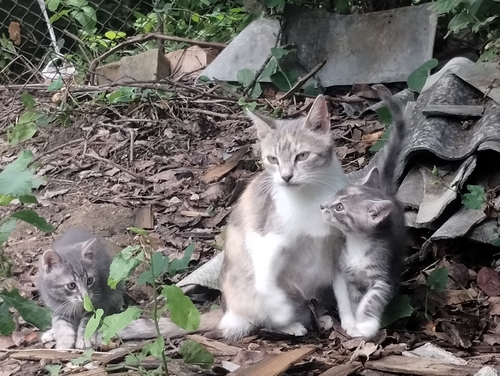 Domestic Cat