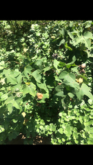 Gossypium tomentosum