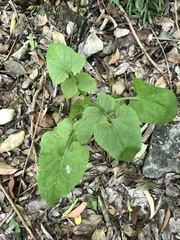 Lactuca floridana