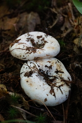 Lactifluus subvellereus