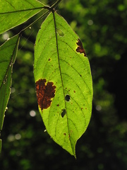 Lonchocarpus