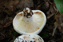 Lactifluus subvellereus