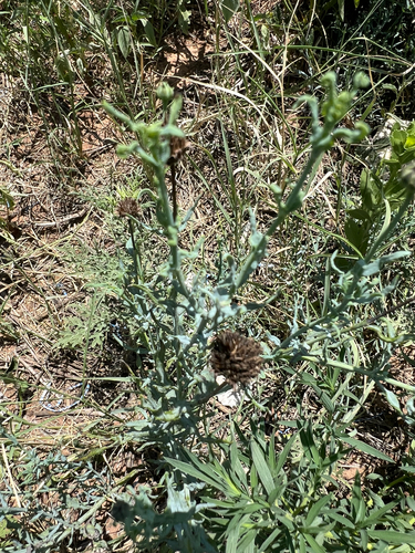 Texas blueweed
