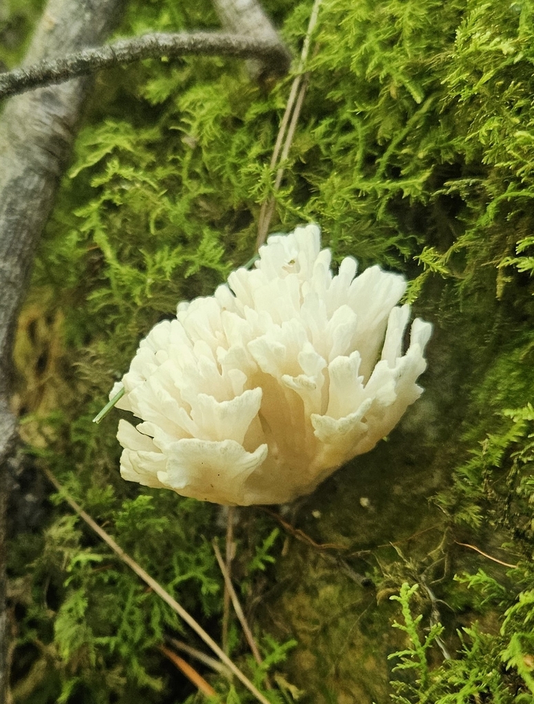 jellied false coral fungus · July 2026 · photo: Photo: no rights reserved · iNaturalist