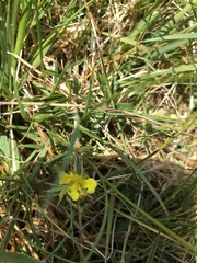 Potentilla erecta