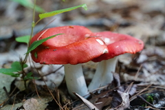 Russula silvicola