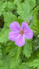 Geranium robertianum