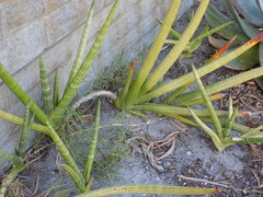 Sansevieria pearsonii
