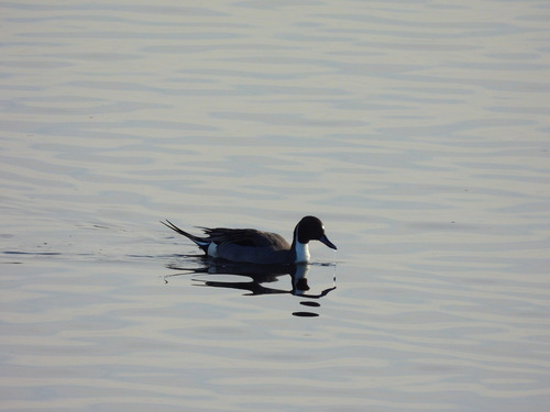 iNaturalist image