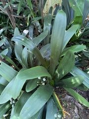 Clivia miniata miniata
