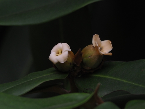 Diospyros blancoi