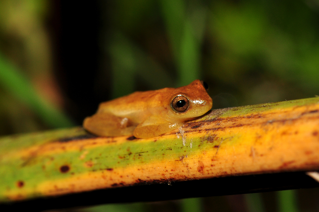 Sanborn's Treefrog