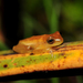 Sanborn's Tree Frog - Photo (c) Pedro Ivo, some rights reserved (CC BY-NC), uploaded by Pedro Ivo