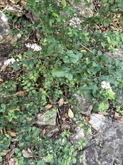Ligustrum sinense