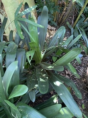 Clivia miniata miniata