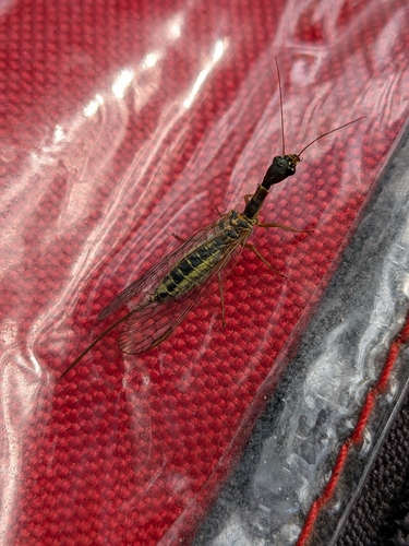 iNaturalist observation photo of Agulla bicolor