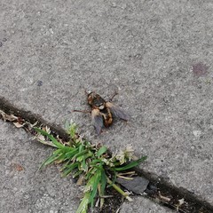 Tachina fera
