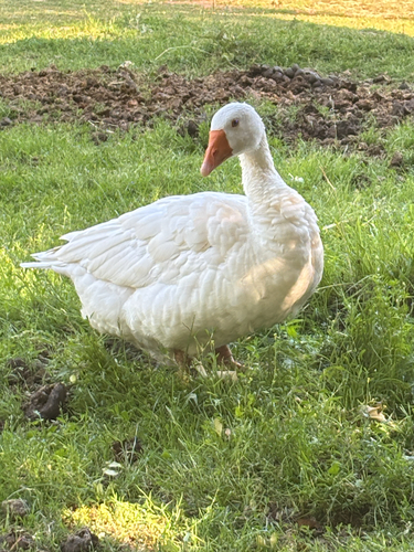 iNaturalist image
