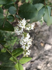 Ligustrum sinense