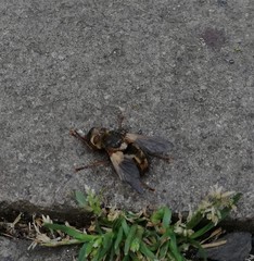 Tachina fera